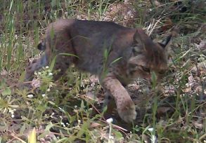 Bobcat thumbnail