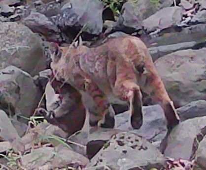 Bobcat carrying its kitten