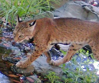 Bobcat thumbnail image
