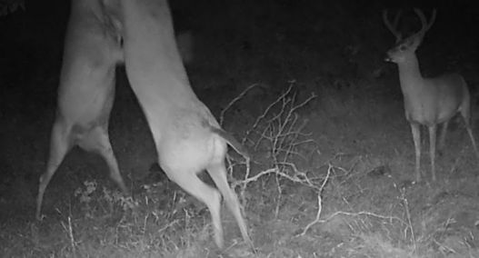 Bucks sparring thumbnail