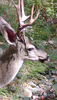 Buck thumbnail