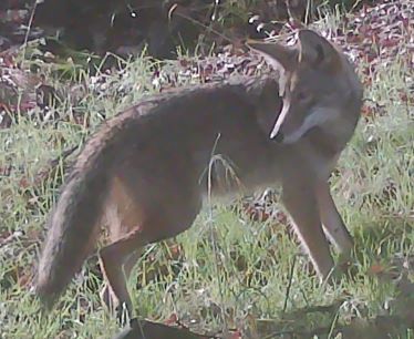 Coyote thumbnail