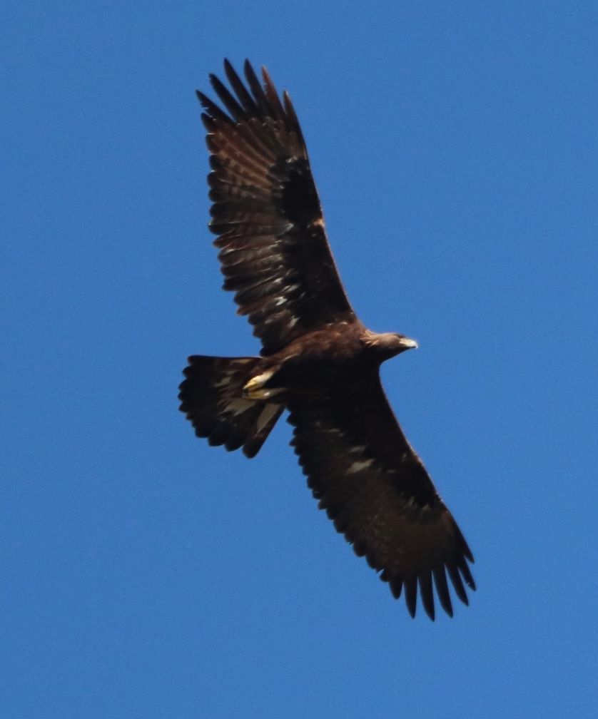 Golden Eagle