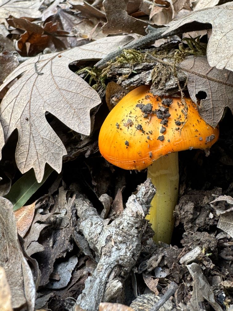 Mushroom in leaf litter