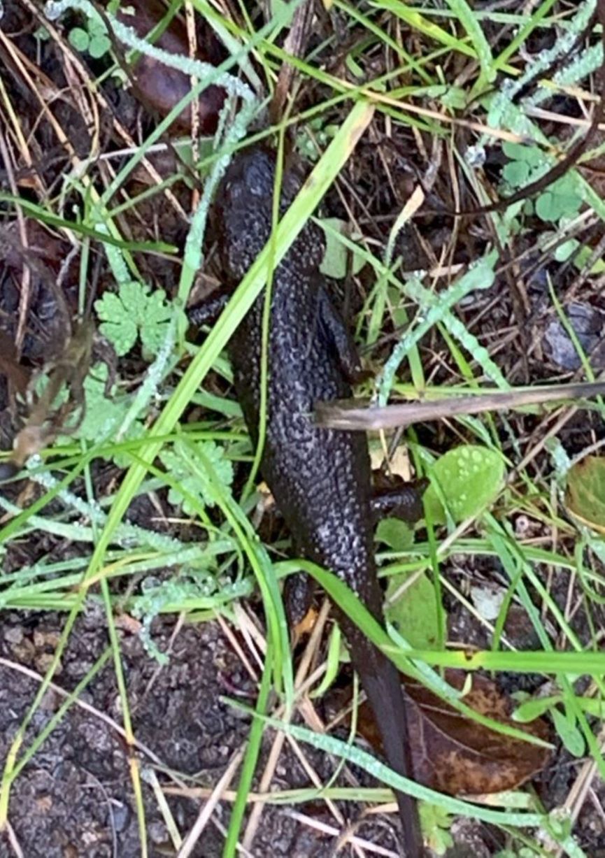 Rough skinned newt