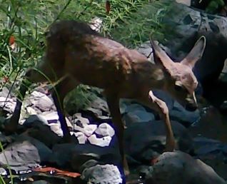 Fawn thumbnail