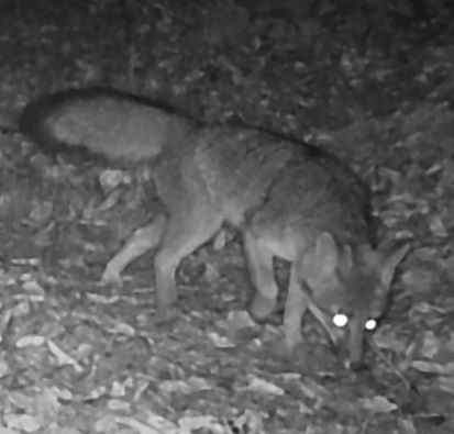 Gray fox thumbnail