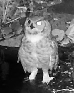 Owl thumbnail