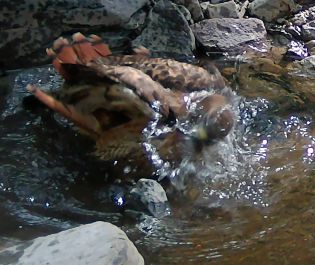 Redtail hawk thumbnail
