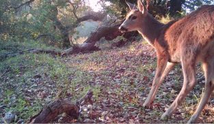 Spike buck thumbnail