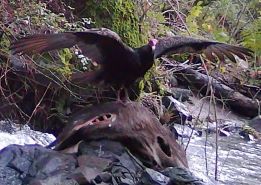 Vulture thumbnail