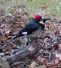 Acorn woodpecker thumbnail